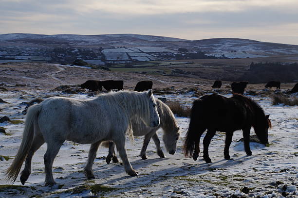 istock Dartmoor Hill ponies in the snow 2236062988