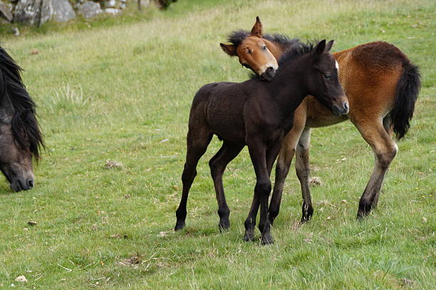 A black foal and a brown foal playing together on Dartmoor.