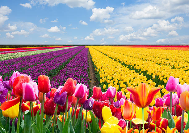 istock Dutch yellow tulip fields in sunny day 2236063986