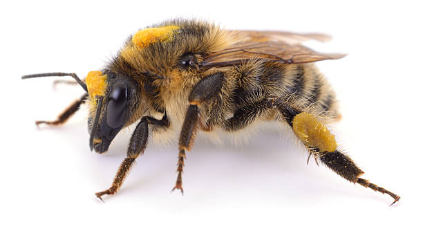 istock Wild bee with pollen loads macro side view isolated on white 2236064047