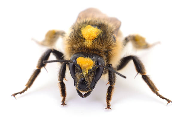 istock Wild bee with pollen macro front view isolated on white 2236064056