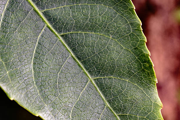 Close up the texture of a green leaf