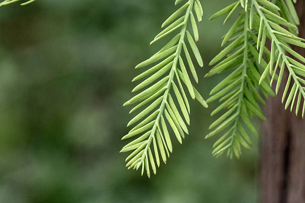 istock Close up of pine leaves 2236064406