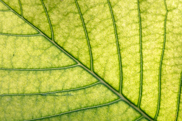 Close up the texture of a green leaf