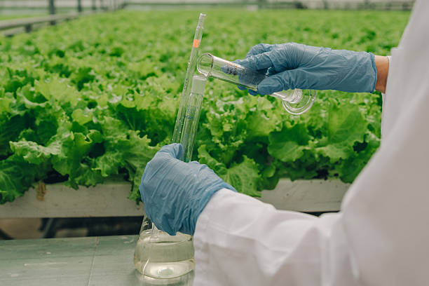 istock Scientist in lab coat, wearing blue gloves, is measuring liquid in graduated cylinder while surrounded by vibrant green lettuce plants in a greenhouse, showcasing agricultural research and innovation 2236065555