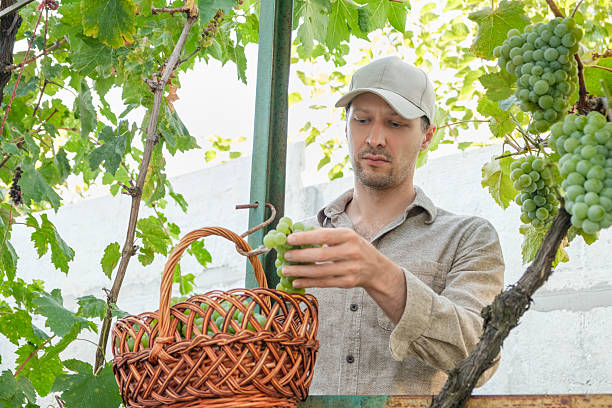 istock Man in a cap placing freshly cut green grapes into a wicker basket under vineyard foliage. Natural daylight, harvest and winemaking theme 2236065780
