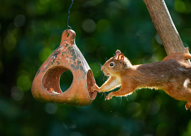 istock Squirrel reaching for the bird feeder, Oslo Norway 2236067418