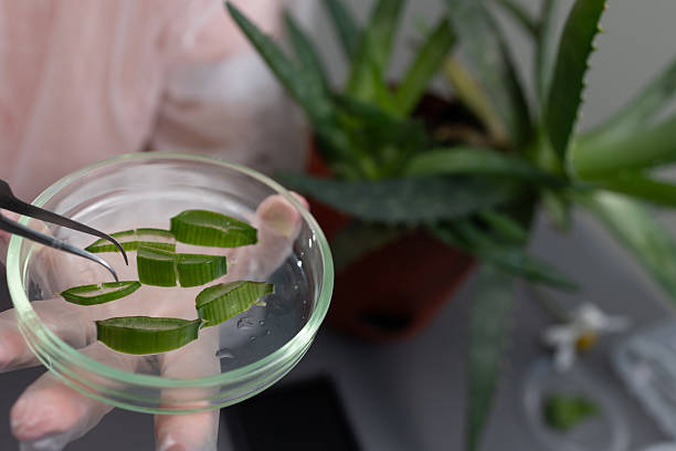 istock Exploring Aloe Vera Properties Through Plant Research and Application in a Laboratory Setting 2236069426