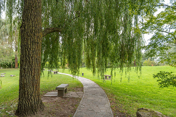 A path lined with benches curves under the hanging branches of a willow tree. The scene feels inviting and calm in the green park.