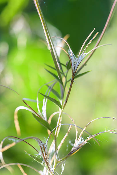 Close-up view of plant stems with delicate textures and details, captured in a sunny forest setting. The image emphasizes natural beauty and serenity.
