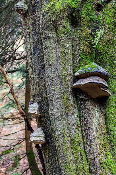 Close-up view of a tree trunk covered in moss, growing fungi, and surrounded by natural forest. Captured in the serene Thuringian Forest, evoking feelings of nature and biodiversity.