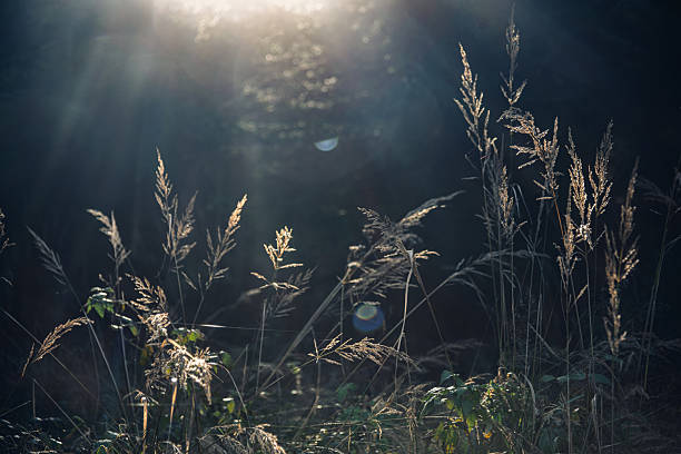 Sunlit wild grass sways gently in a serene forest under soft golden sunlight. The natural composition evokes peace and a connection with untamed rural landscapes, ideal for nature-inspired and tranquil themes.