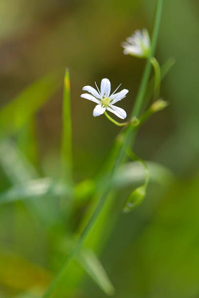 Close-up view of a tiny white flower highlighting its delicate petals amid a softly blurred forest meadow background.