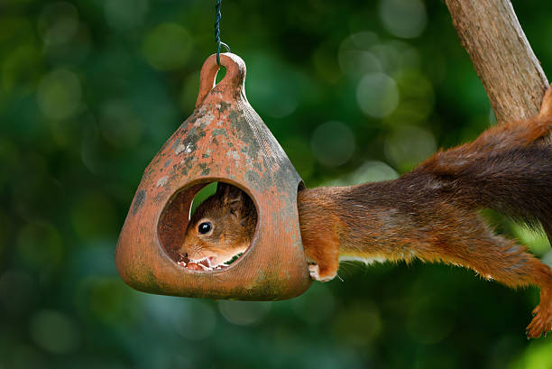 istock Squirrel reaching for the bird feeder, Oslo Norway 2236074347