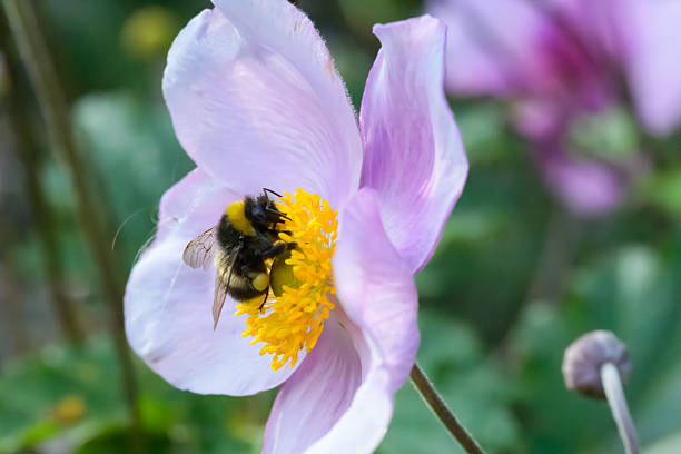 istock Bumblebee Pollinating a pink Flower with a Background of Greenery 2236074467