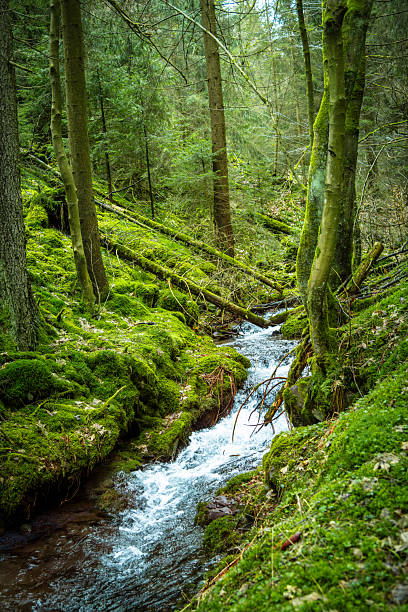 istock Serene Forest Stream Flowing Through Lush Green Moss-Covered Woods 2236075117