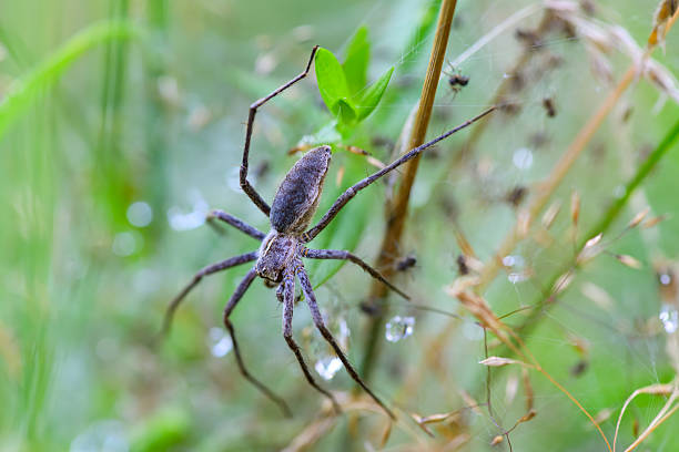 Close-up view of a spider perched on a web with fresh dewdrops in a lush, green setting, captured in the scenic Thuringian Forest.