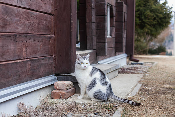 istock Adopt a loving cat for a warm and eco-friendly family home experience 2236075406