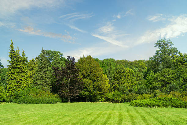 istock Vibrant green landscape showcasing trees under a clear blue sky at midday 2236075525