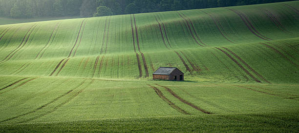 A lone brick barn sits among rolling fields of green farmland in England. A small brick barn stands alone in the middle of sweeping farmland. The rolling green fields are patterned with tractor lines that curve gently across the hills, adding texture and rhythm to the scene. This rural landscape captures the simplicity and beauty of the English countryside, with soft light highlighting the natural contours of the land.