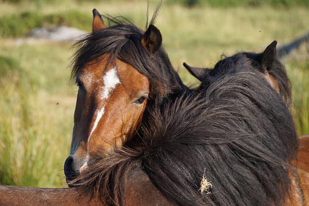 There are two white horses among black horses.