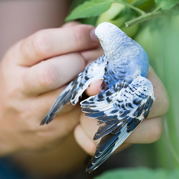 istock Gentle hands hold a small, blue and white bird. 2236077828