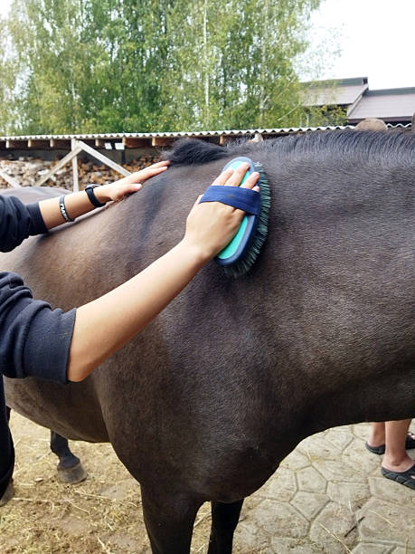 istock Brushing a horse at a stable on a sunny day 2236080294