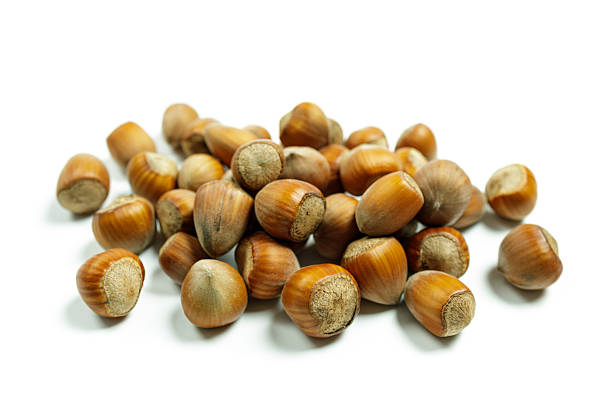 A selective focus view of multiple fresh hazelnuts in their shells, showcased against a clean white surface