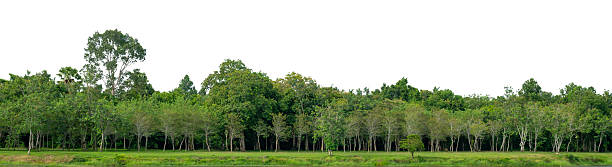 istock Natural green forest tree line with transparent White background for design and creative projects. natural forest, tree line, green trees, nature isolated 2236081387