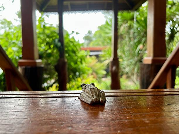 Wooden table with tree frog on nature background. Selective focus.