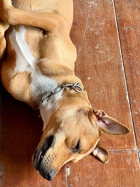 istock Dog is sleeping on the floor 2236082808