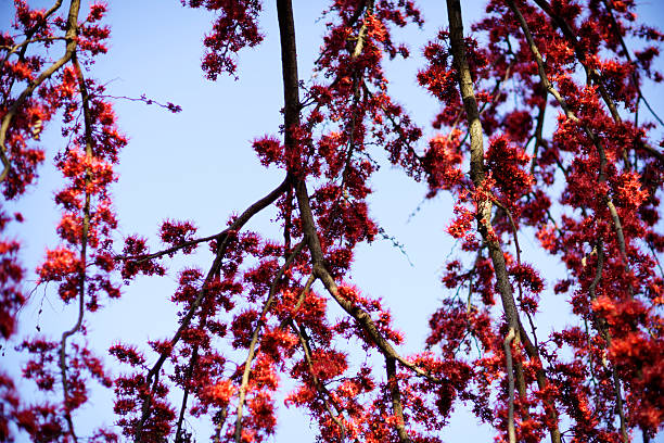 This stunning image features vibrant red blossoms cascading from branches against a blue sky, embodying the beauty and renewal of spring in nature.