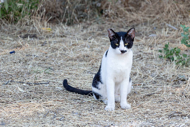istock Calm black and white cat sitting in the burnt grass 2236083885
