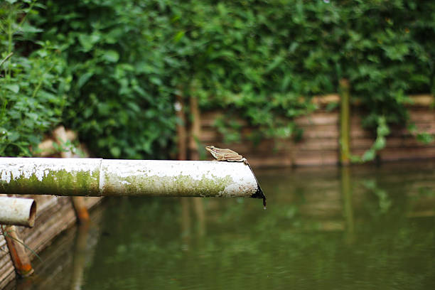 a small brown frog calmly sits on mossy pipe edge near quiet pond water
