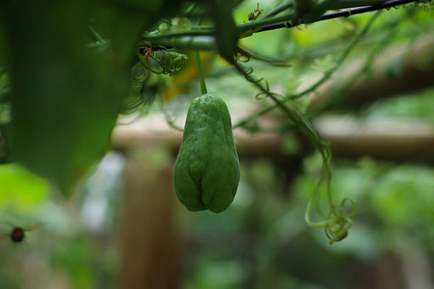 fresh green chayote vegetable close up hanging on vine with natural blurred background