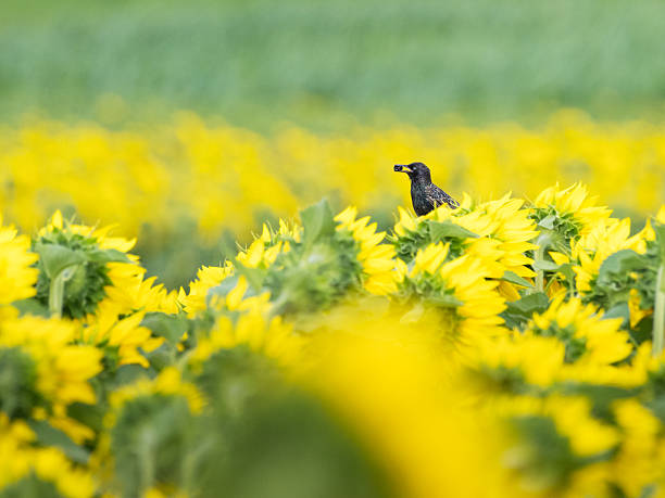 istock starling with prey in his beak perching on sunflower 2236084429