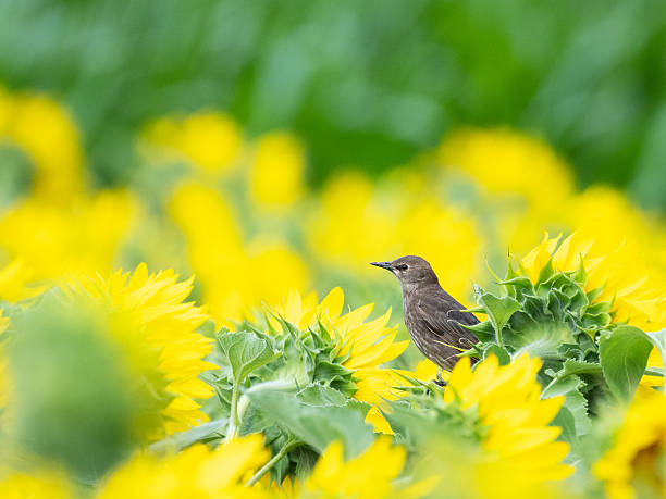 istock Young starling bird perched on a sunflower 2236084599