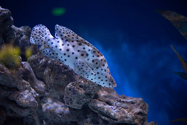 A school of tropical ornamental fish kept in captivity in the aquarium