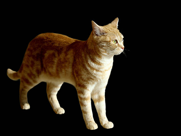 A yellow and white pet cat