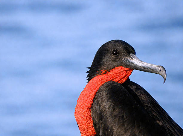 istock Magnificent Frigatebird with Red Gular Sac on Display 2236087763