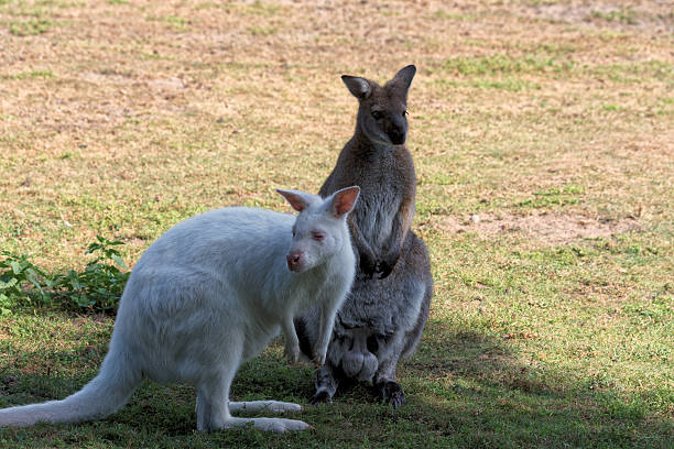 istock Two kangaroos stand side by side, like light and shadow, revealing the harmony and diversity of Australia’s nature. 2236087881