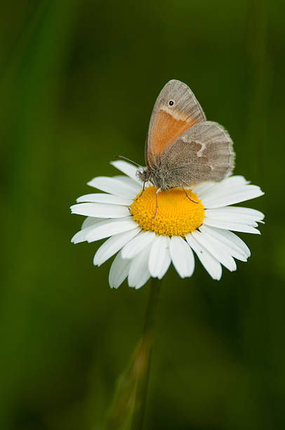 istock Common ringlet butterfly close-up on a daisy 2236088138