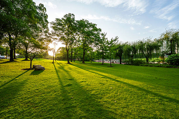 green lawn with city skyline