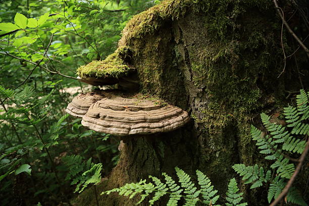 istock Bracket fungi moss and fern coexistence on decaying tree trunk 2236091898