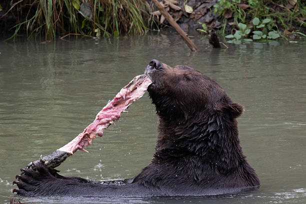 istock Grizzly (brown) bear skinning salmon in river 2236092076