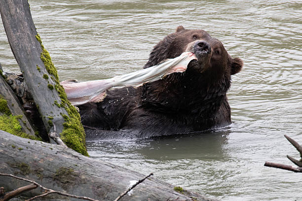 istock Grizzly (brown) bear skinning salmon in river 2236092101