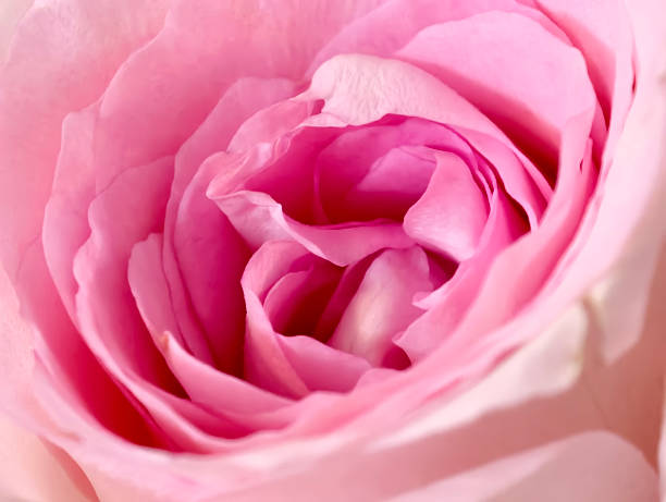 istock pink rose flower close up macro 2236092153