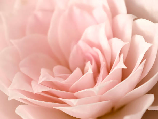 istock pink rose flower macro close-up 2236092277
