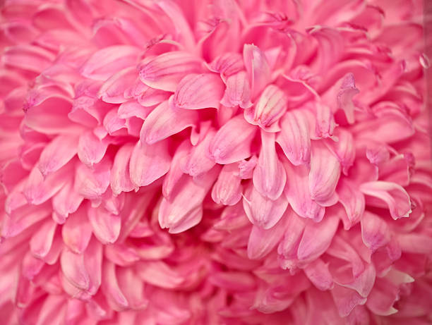 istock pink chrysanthemum flower petals close up 2236092318