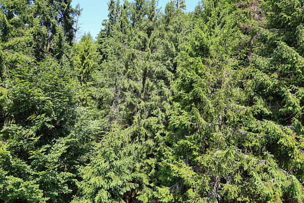 Fir trees thriving on a mountainside, creating a vibrant green landscape bathed in warm sunlight, showcasing the beauty of nature